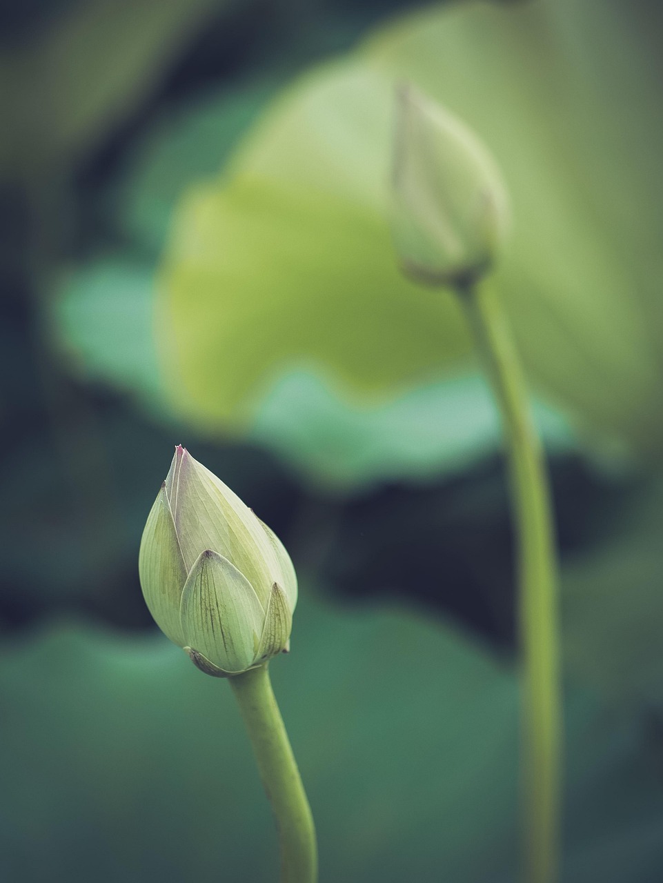 japan, lotus, bud, beautiful flowers, flowers, flower wallpaper, flower background, nature, buddhism, spiritual, kumamoto